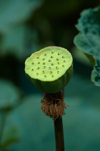 Close-up of lotus water lily