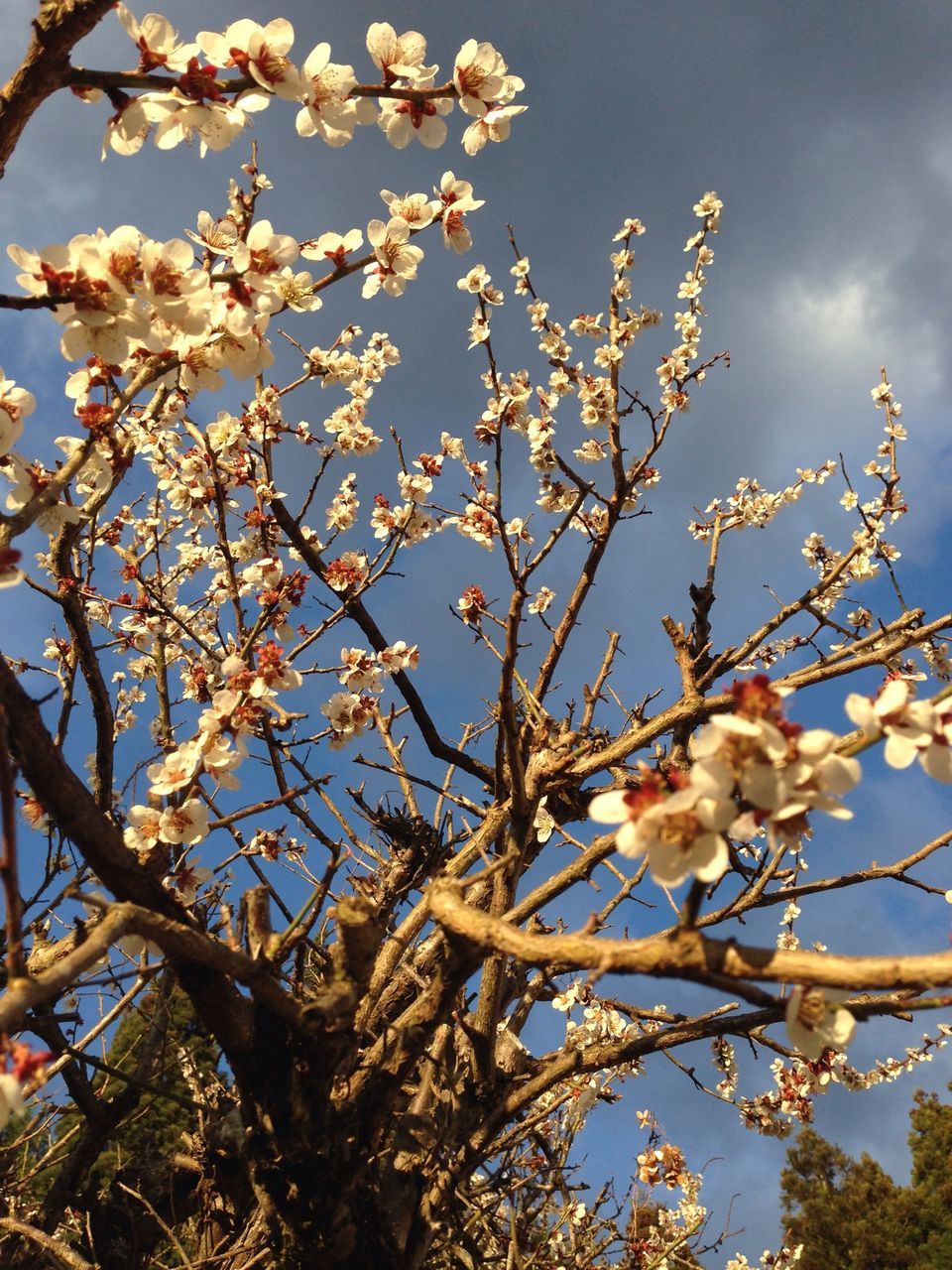 branch, low angle view, tree, flower, growth, sky, nature, beauty in nature, blossom, freshness, cherry blossom, cherry tree, animal themes, day, outdoors, clear sky, fragility, no people, twig, one animal