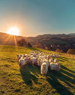 Sheeps together front the morning sun