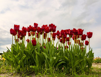 Close-up of red tulips on field against sky