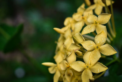 Wet small yellow indian flower blooming.