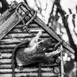 Close-up of monkey on wood