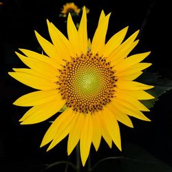 Close-up of yellow sunflower against black background