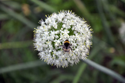 Close-up of bee on white flower