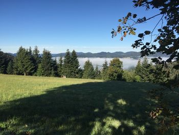 Trees on field against clear sky