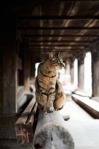 Cat sitting on wooden log looking away