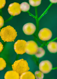 Full frame shot of yellow flowering plant