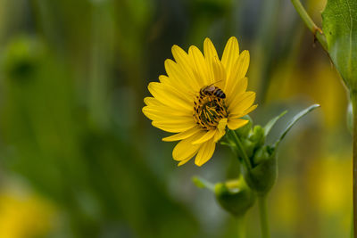 Close-up of bee pollinating yellow flower