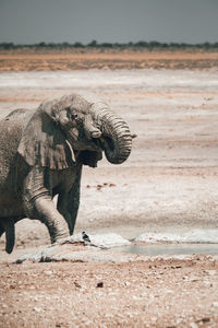 Side view of elephant on land