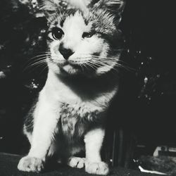 Close-up portrait of cat