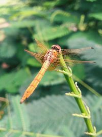 Close-up of damselfly on plant