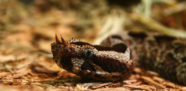 Close-up of crab on field