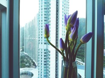 Close-up of potted plant by window