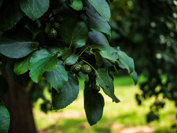 Shadow fruit 