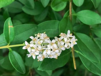 Close-up of white flowering plant