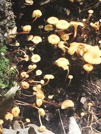 High angle view of mushrooms growing on tree trunk