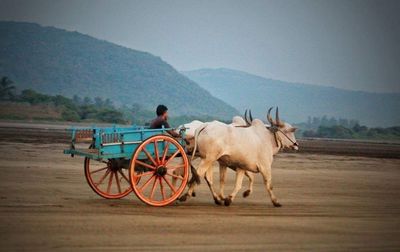 Man riding horse cart on road