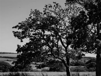 Low angle view of trees against clear sky