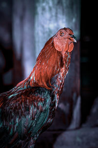 Close-up of rooster