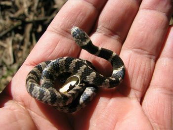 Cropped image of hand holding a snake