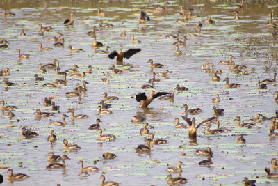 Flock of ducks in lake