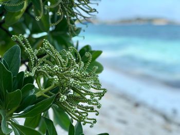 Close-up of plant in sea