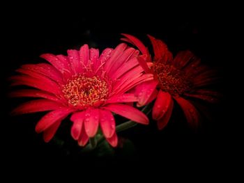 Close-up of red flower