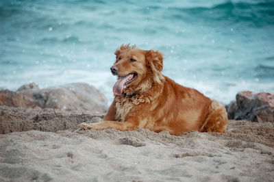 View of dog on beach