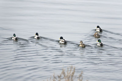 High angle view of ducks swimming on sea