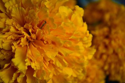 Close-up of yellow flower