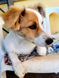 Close-up of dog sitting at home