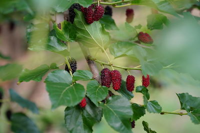 Close-up of berries growing on plant