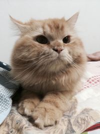 Close-up portrait of kitten on bed at home