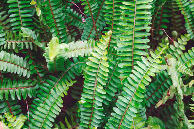 Close-up of green leaves