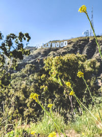 Close-up of flowering plants and trees against sky