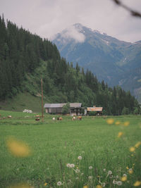 Scenic view of field against sky