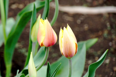 Close-up of yellow flower buds