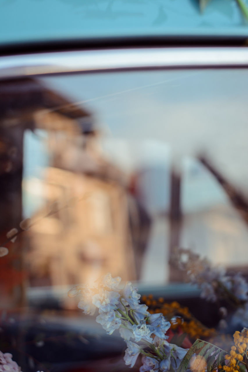 CLOSE-UP OF FLOWERING PLANT IN CAR