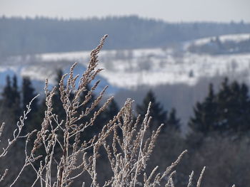 Close-up of frozen plant