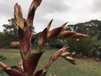 Close-up of wet succulent plant