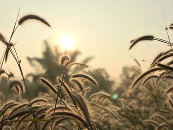 Close-up of wheat growing on field against sky