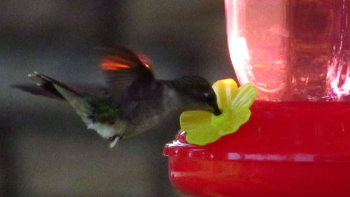 Close-up of bird flying