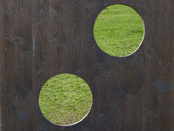 High angle view of green plants on table