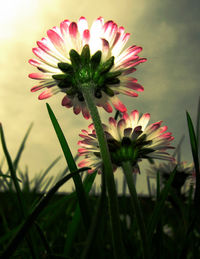 Close-up of pink flowers