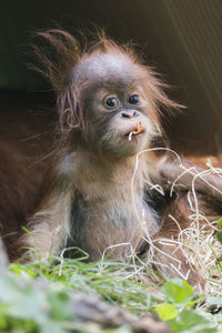 Portrait of orangutan infant eating on field