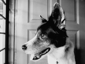 Close-up of dog looking away at home