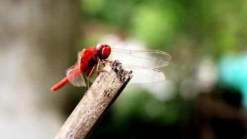 Close-up of dragonfly on twig