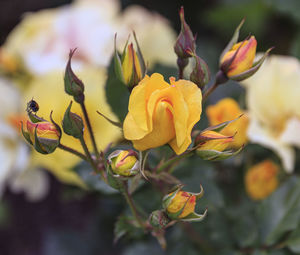 Close-up of yellow flowering plant