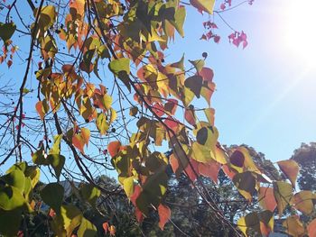 Low angle view of tree against sky during autumn