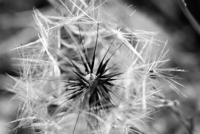 Close-up of dandelion
